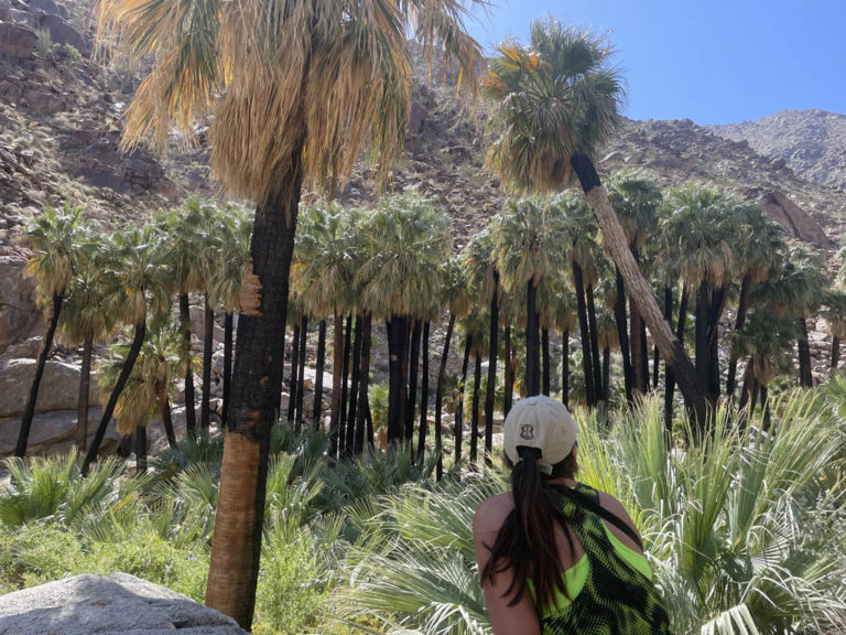 Anza Borrego State Park, San Diego
