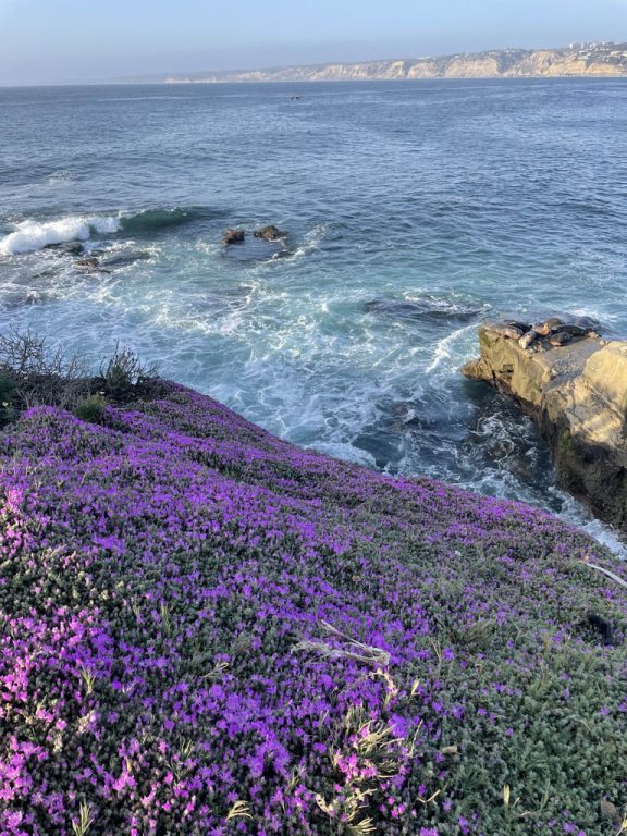 ha-san-diego-la-jolla-cove Sonnenbadende Seerobben an der La Jolla Cove, San Diego