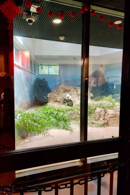 pk-george-washington-smithsonian-national-zoological-park Der Smithsonian National Zoological Park ist einer der wenigen Orte, an denen man Pandas sehen kann. Der Eintritt ist frei!